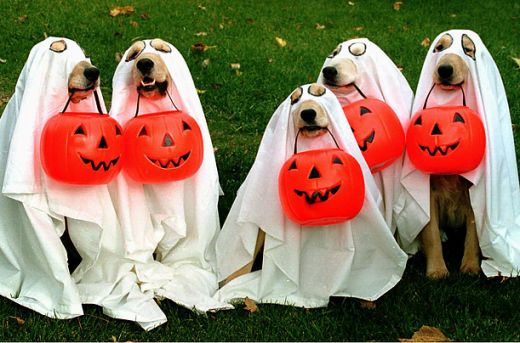 halloween costume ideas for sisters on More Halloween Costume Ideas For Dogs    Looking For Sisters